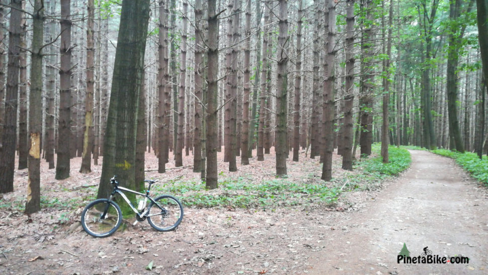 Pinetabike.com - Boschi di Conifere nel Parco Pineta