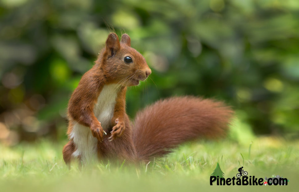 Scoiattolo Rosso, Red Squirrel, incontri animali nel Parco Pineta Di Appiano Gentile E Tradate PinetaBike
